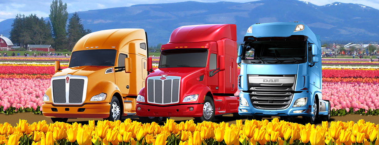 Kenworth, Peterbilt and DAF Trucks in a Tulip field